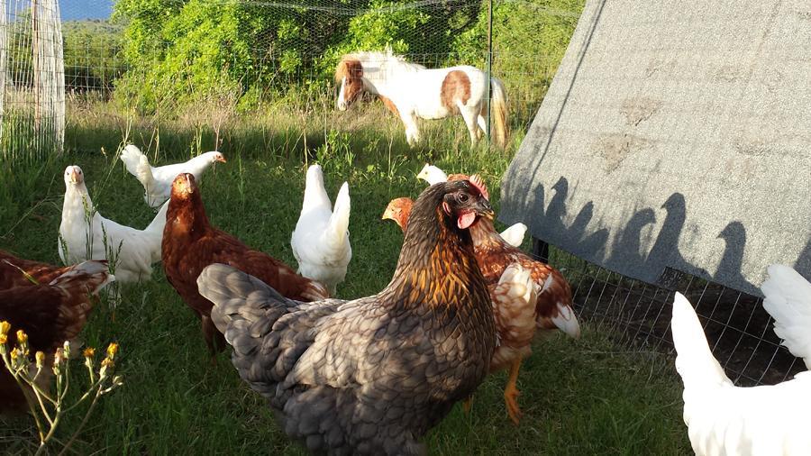 Agricampeggio Madonna Di Pogi Bucine Pokój zdjęcie