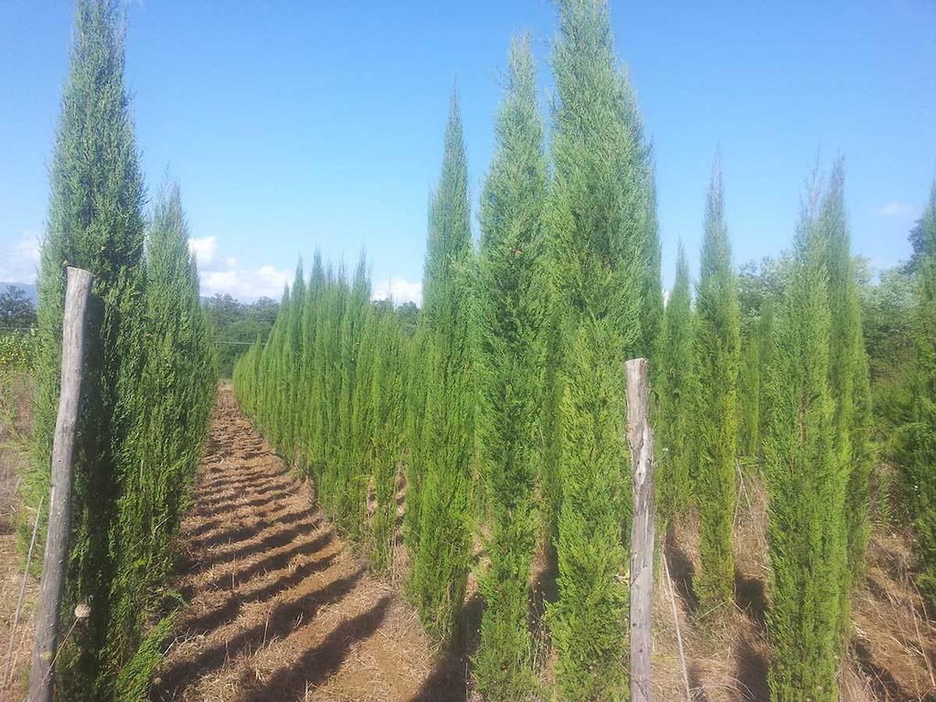 Agricampeggio Madonna Di Pogi Bucine Zewnętrze zdjęcie